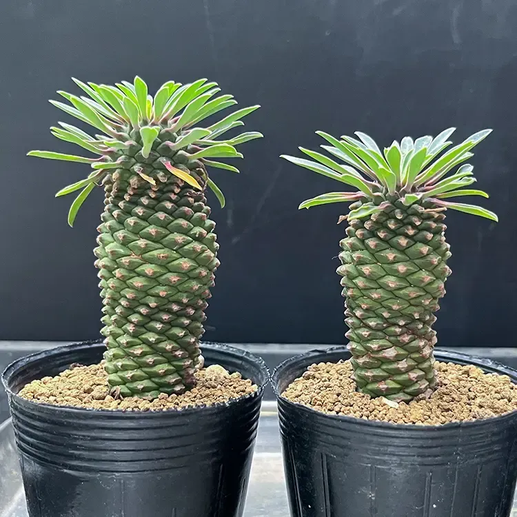 多肉植物 ソテツキリンの育て方：初心者でも驚くほど簡単な絶対成功ガイド。水やりや置き場所、増やし方の秘訣